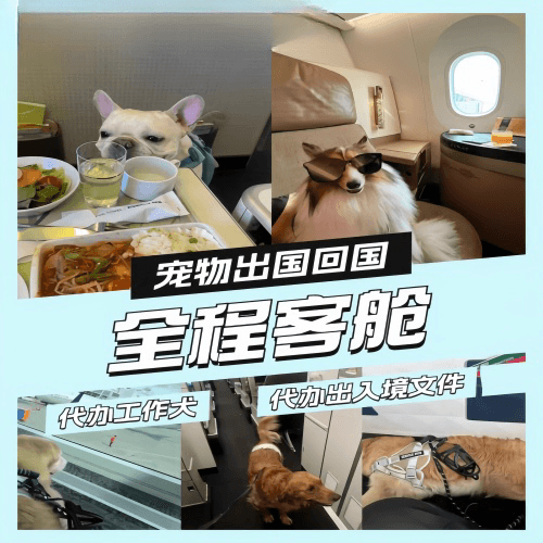 北京市宠物托运到白俄罗斯宠物入境规定和要求